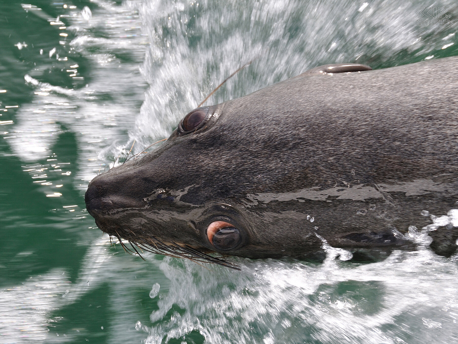 Walvisbay - Sea lion  Stefan Cruysberghs